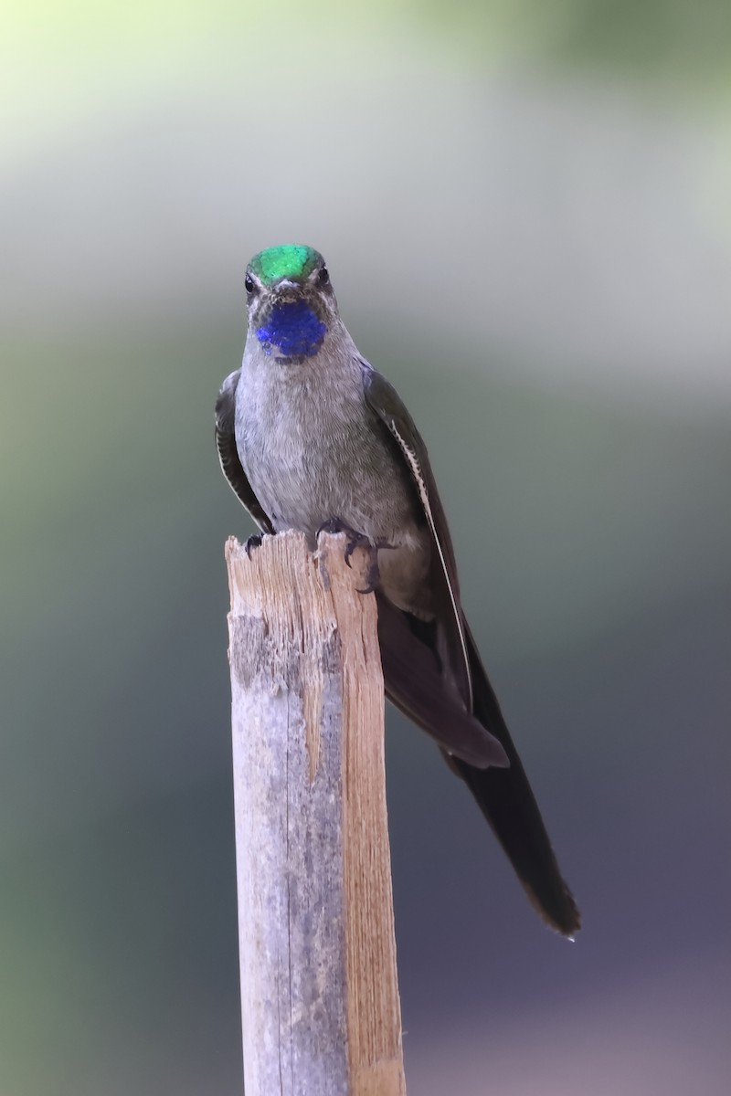 Colibrí Ventrigrís - ML646275814