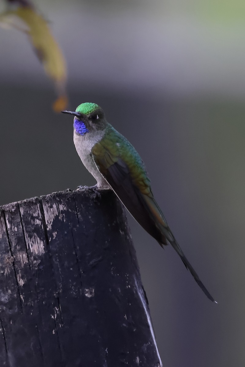 Colibrí Ventrigrís - ML646275815