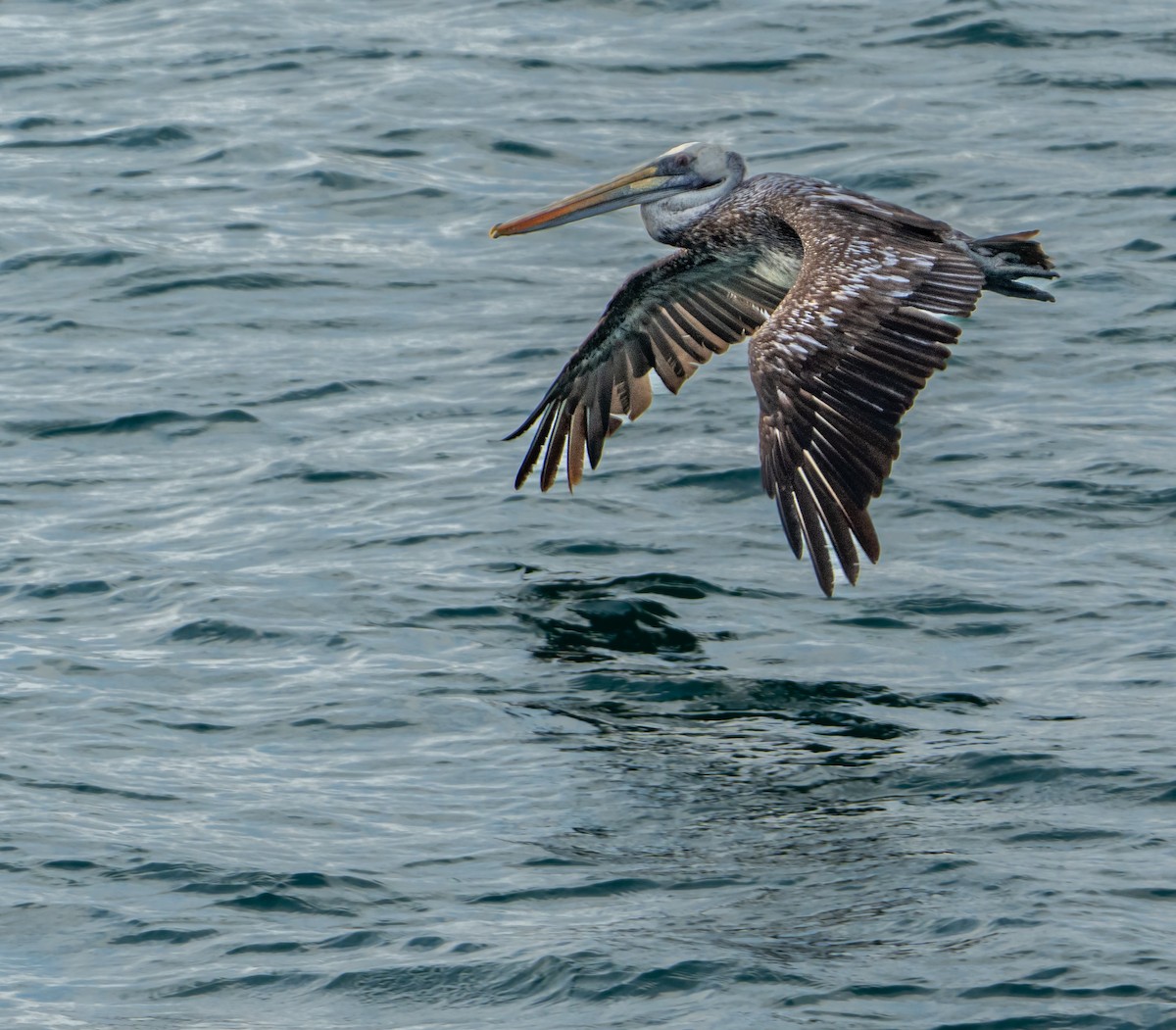 Peruvian Pelican - ML646275817