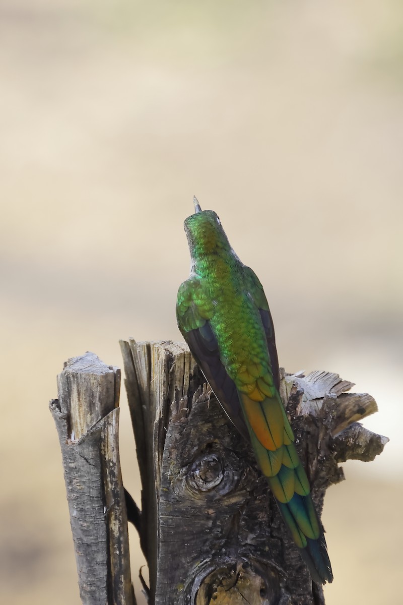 Colibrí Ventrigrís - ML646275818