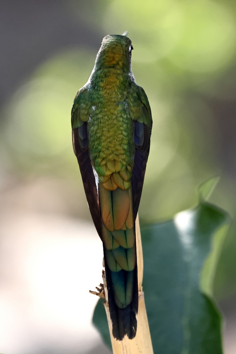 Colibrí Ventrigrís - ML646275819