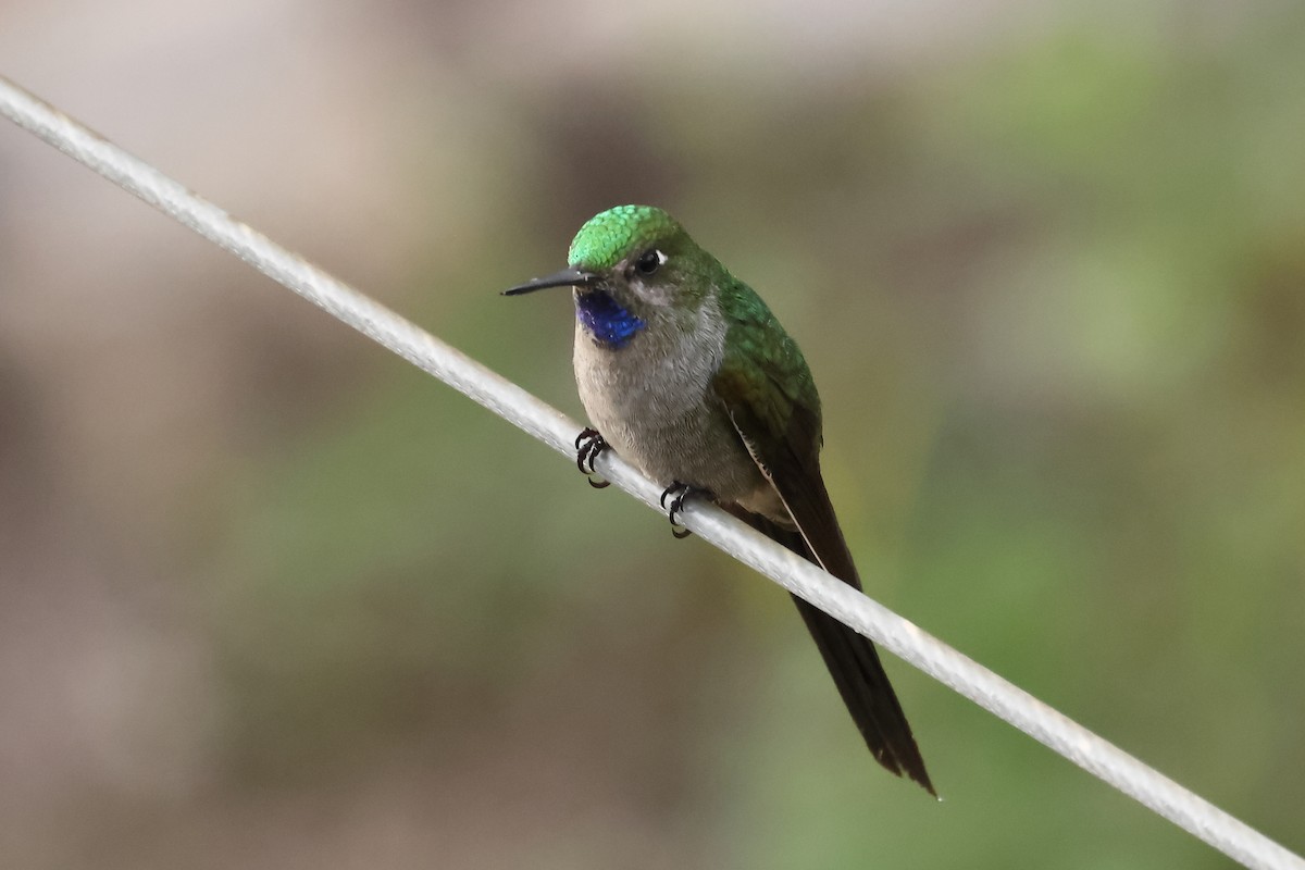 Colibrí Ventrigrís - ML646275820