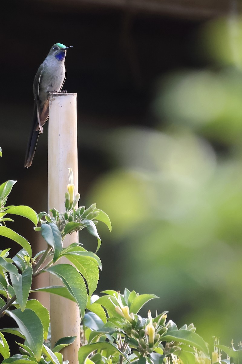 Colibrí Ventrigrís - ML646275821