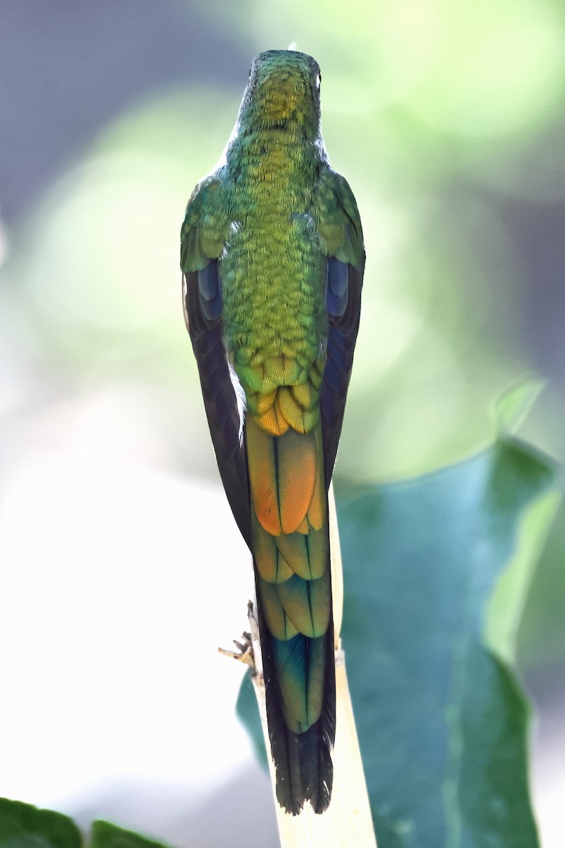 Colibrí Ventrigrís - ML646275822