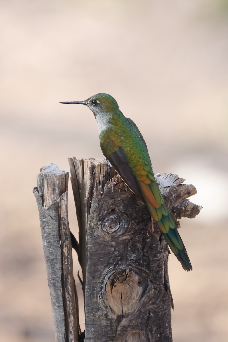 Colibrí Ventrigrís - ML646275823