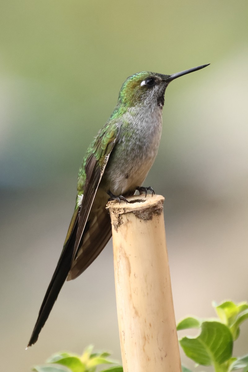 Colibrí Ventrigrís - ML646275824