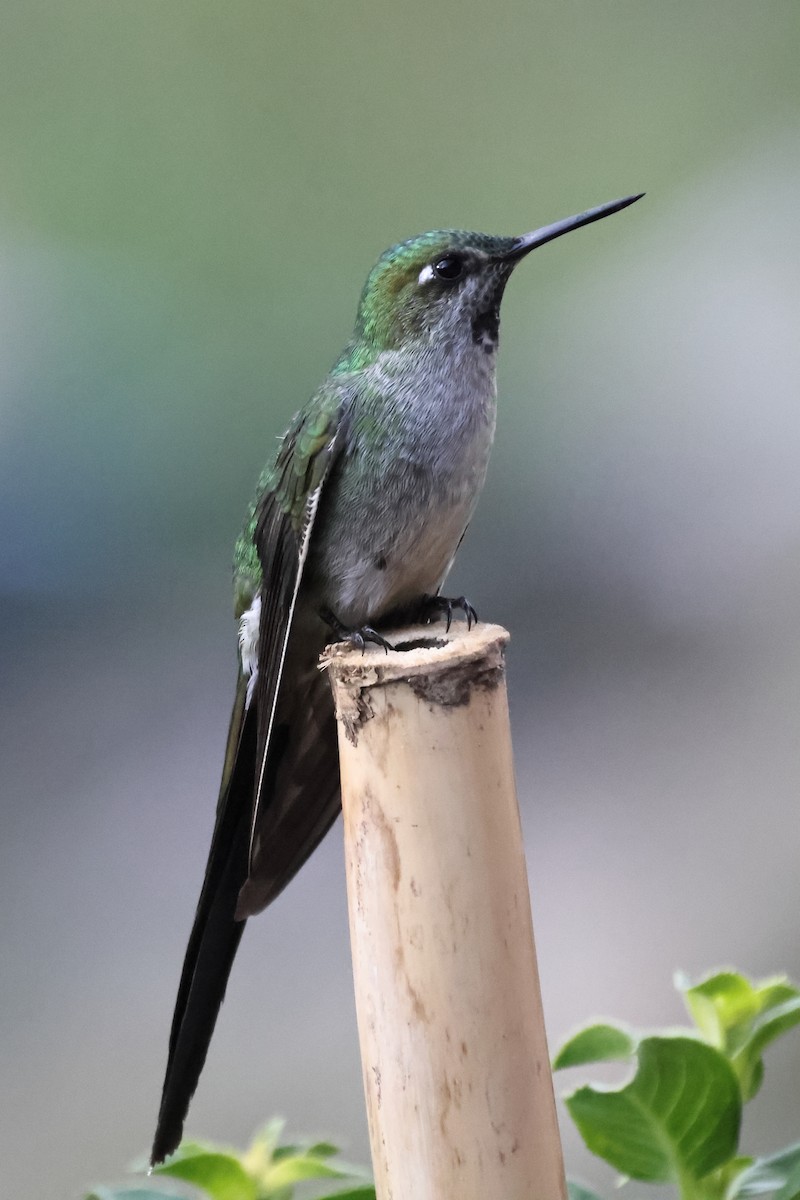 Colibrí Ventrigrís - ML646275825