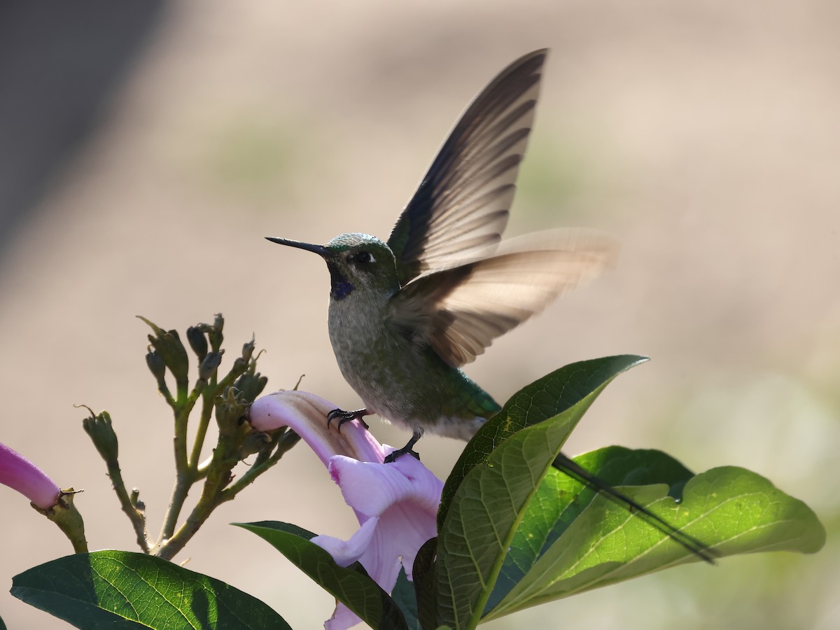 Colibrí Ventrigrís - ML646275826