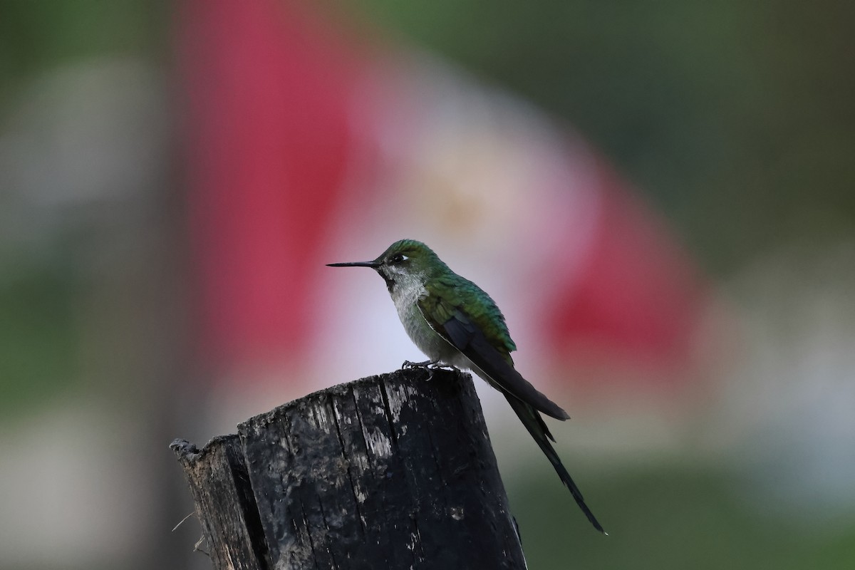 Colibrí Ventrigrís - ML646275827