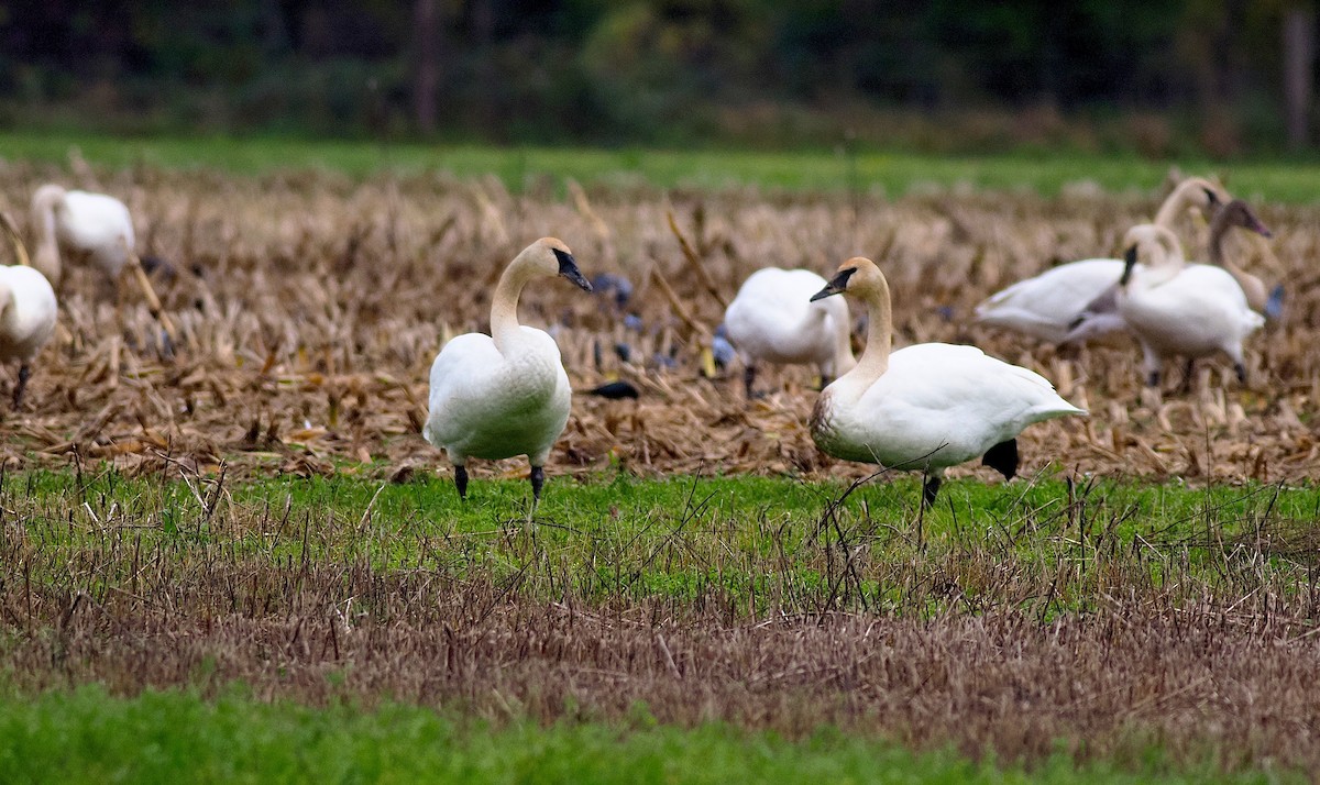 Trumpeter Swan - ML646275830