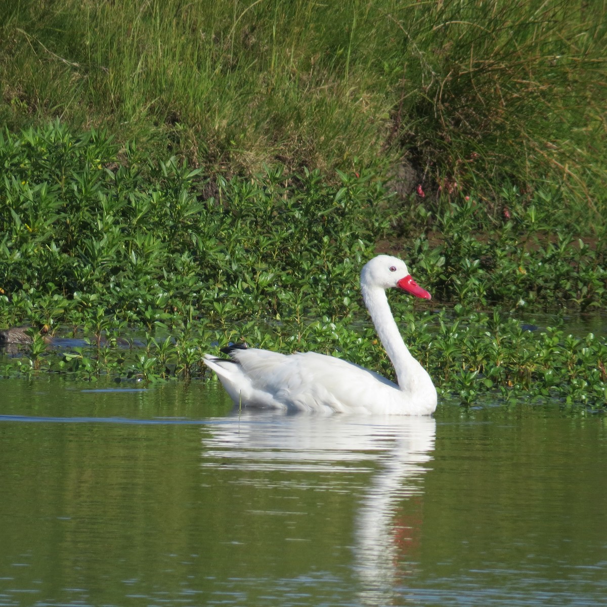 Coscoroba Swan - ML646275833