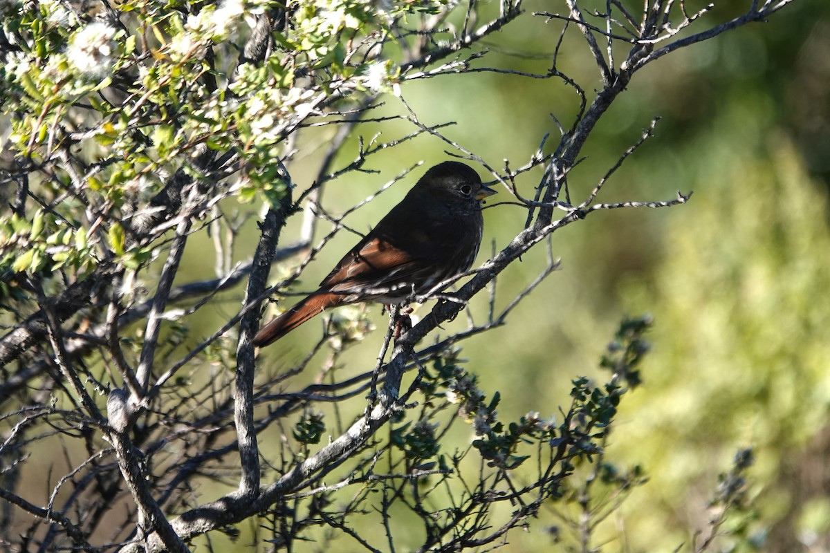 strnadec kaštanový - ML646275834