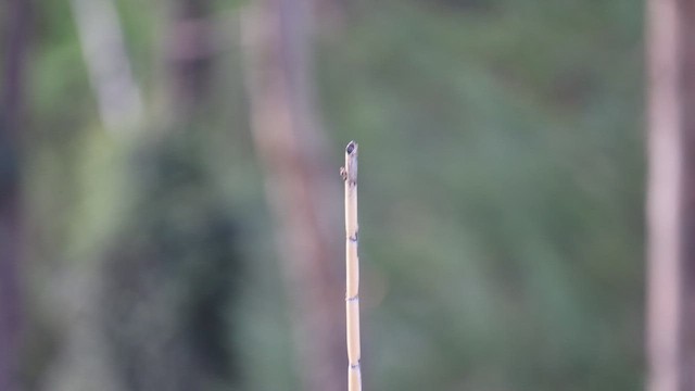 kometka šedobřichá - ML646275835