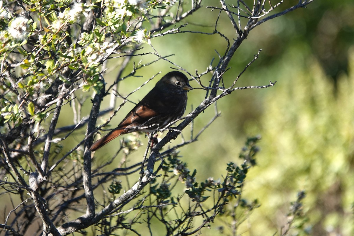 strnadec kaštanový - ML646275836