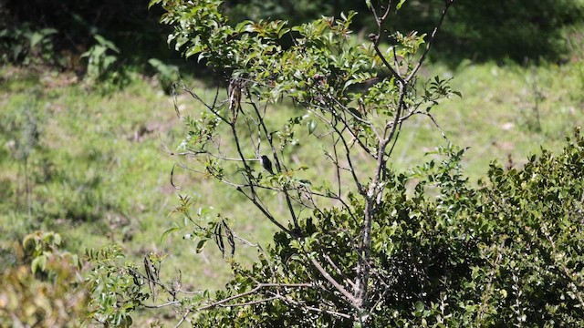 kometka šedobřichá - ML646275837