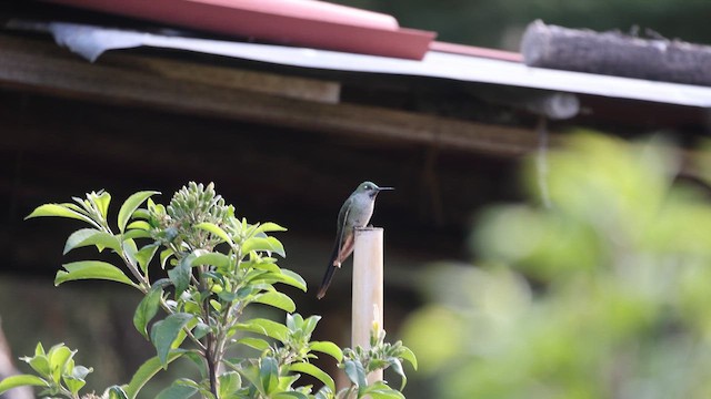 kometka šedobřichá - ML646275840