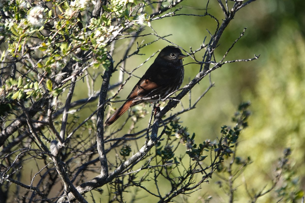 strnadec kaštanový - ML646275841