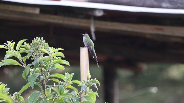 kometka šedobřichá - ML646275843