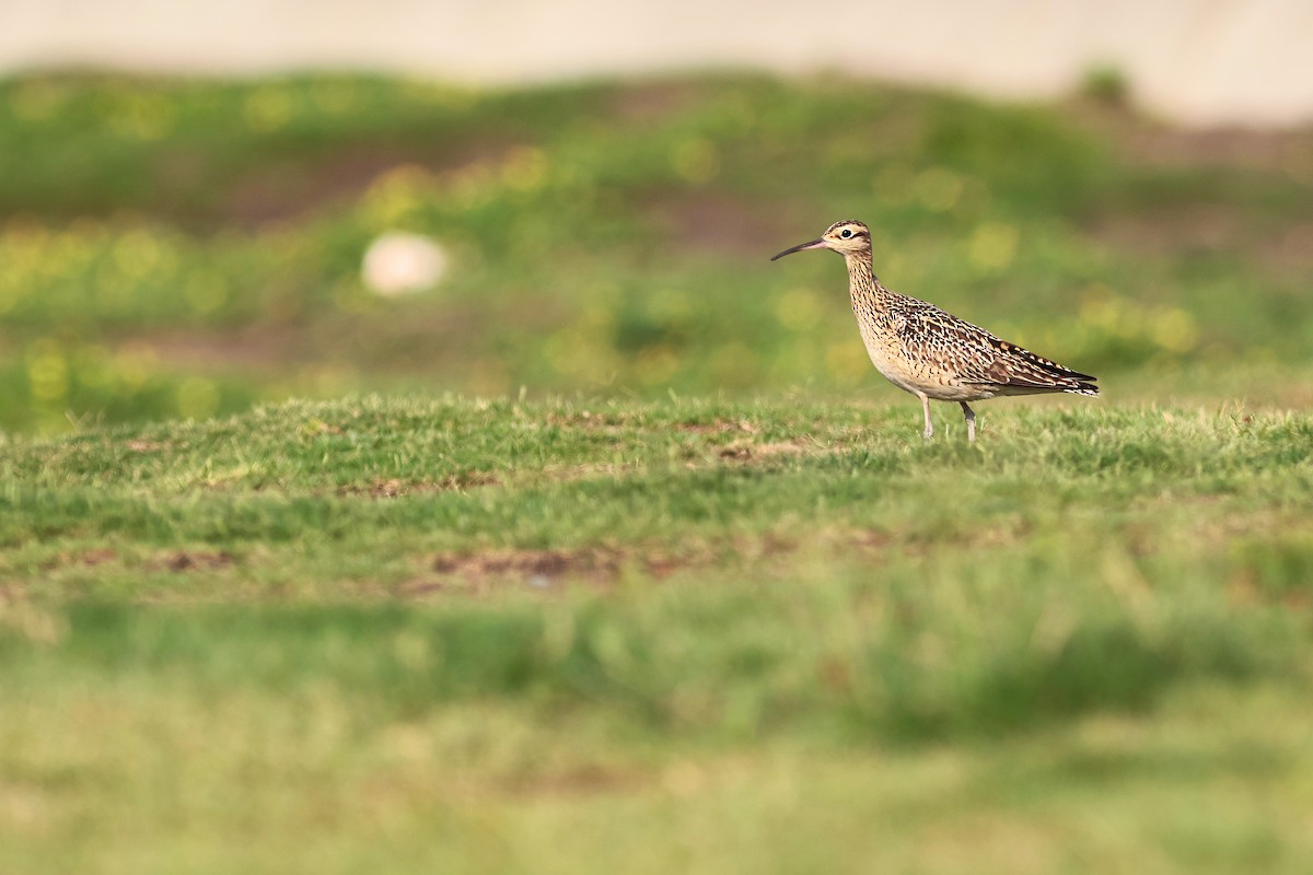 Little Curlew - ML646275844