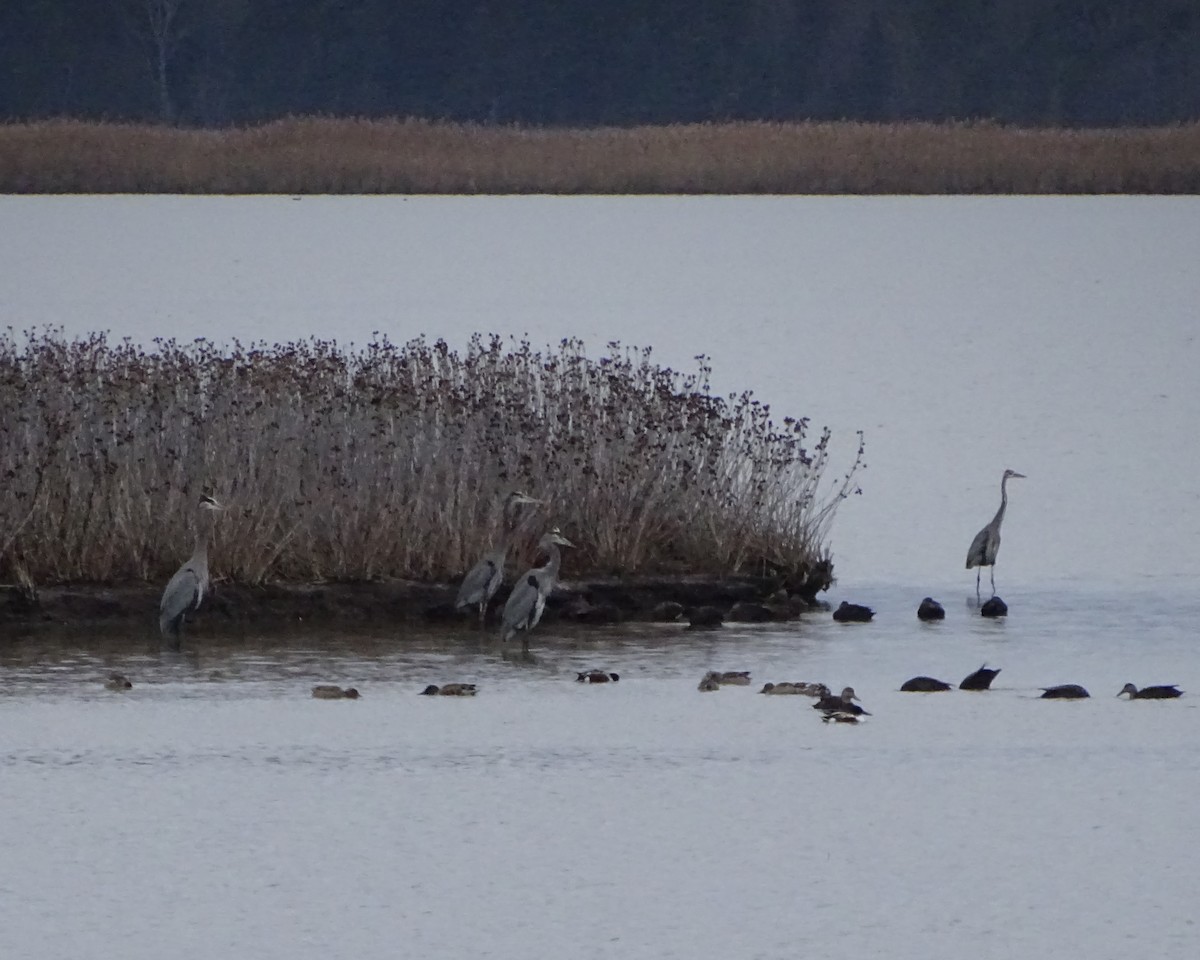 Great Blue Heron - ML646275845