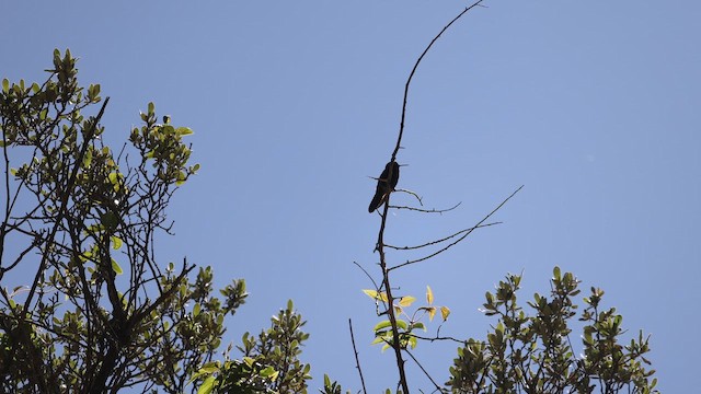 kolibřík mourovatý - ML646275853