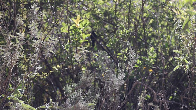 kolibřík mourovatý - ML646275854