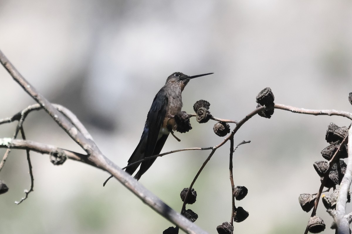 Giant Hummingbird - ML646275856