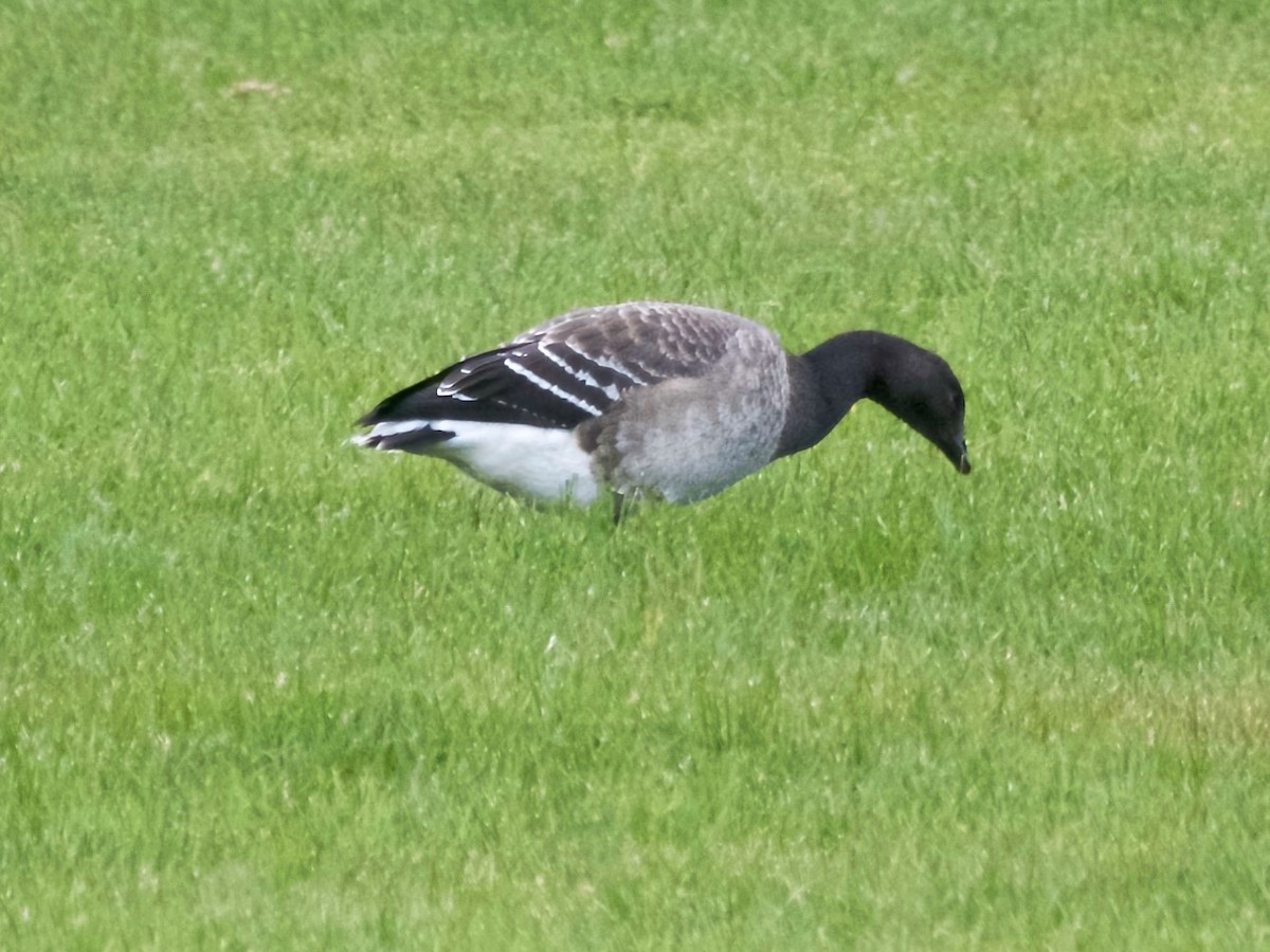 Brant (Pale-bellied) - ML646275857
