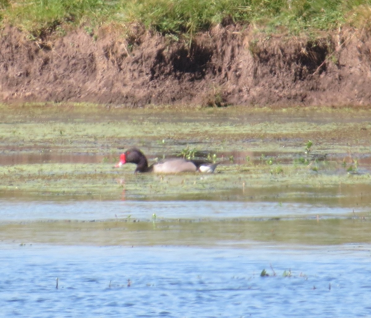 Rosy-billed Pochard - ML646275862