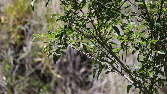 Rusty-crowned Tit-Spinetail - ML646275866