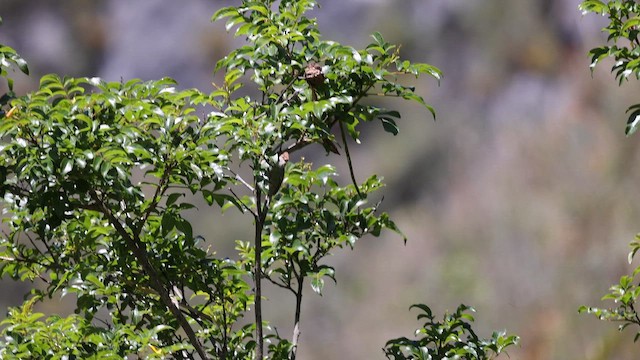 Rusty-crowned Tit-Spinetail - ML646275867
