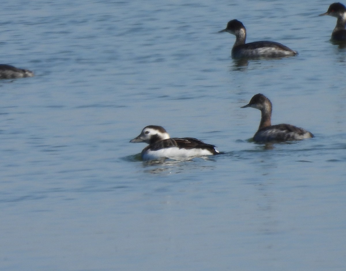 Pato Havelda - ML646275868