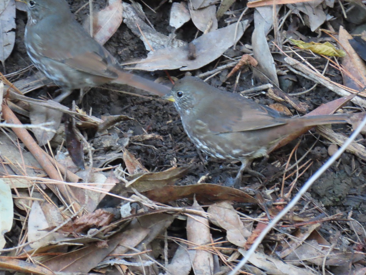 strnadec kaštanový [skupina unalaschcensis] - ML646275872