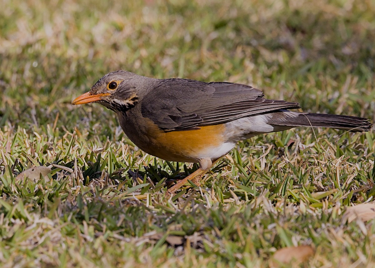 Kurrichane Thrush - ML646275874