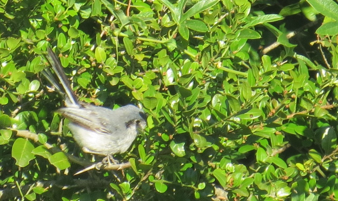 Masked Gnatcatcher - ML646275882