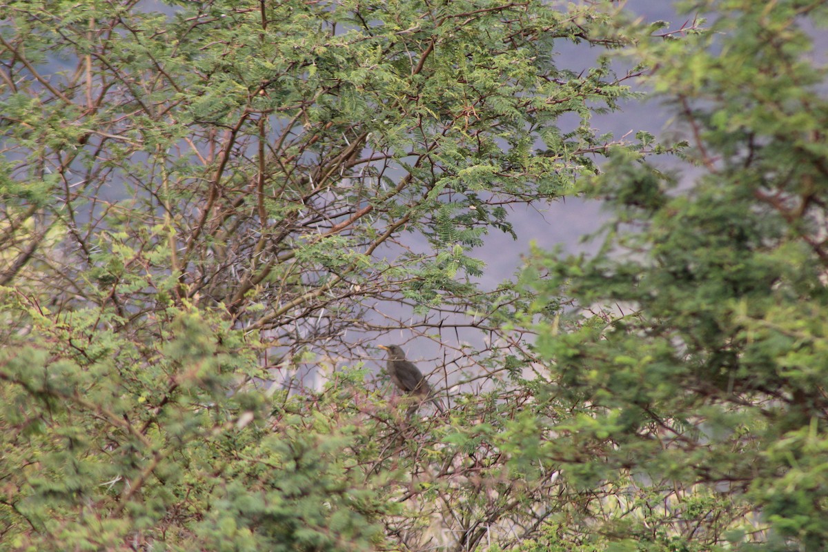 Merle chiguanco - ML646275883