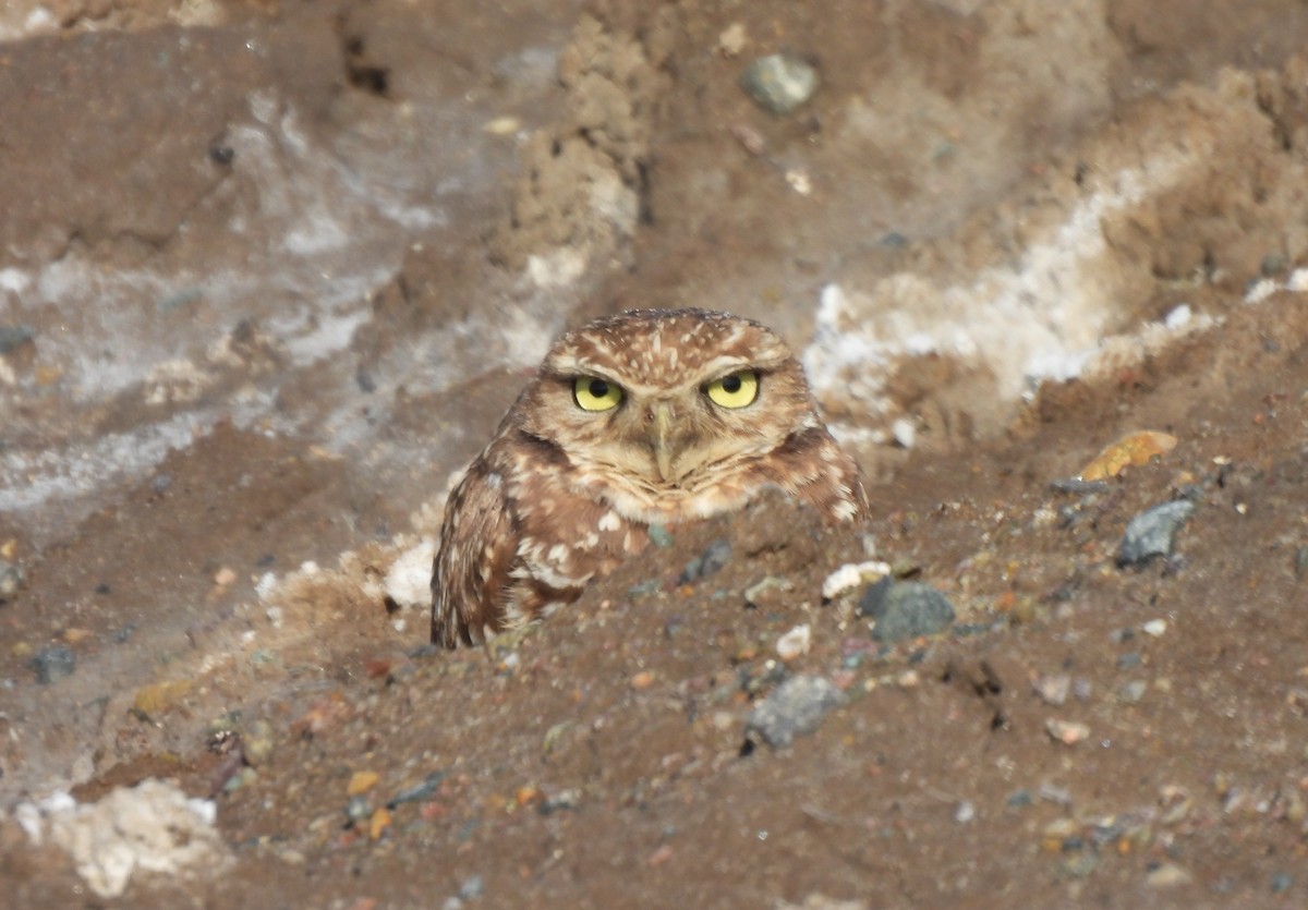 Mochuelo de Madriguera - ML646275884