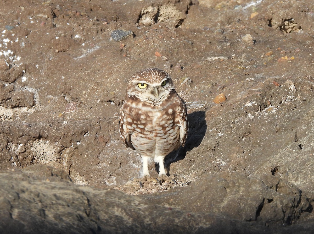 Mochuelo de Madriguera - ML646275885