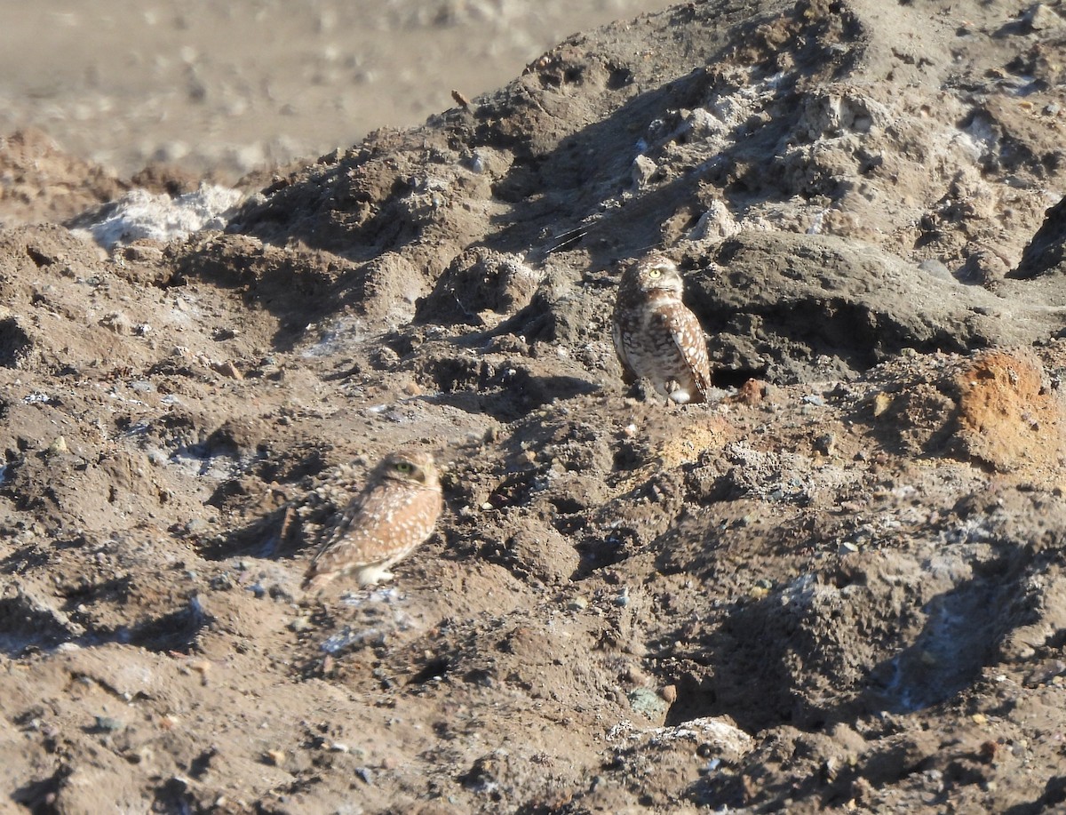 Mochuelo de Madriguera - ML646275886