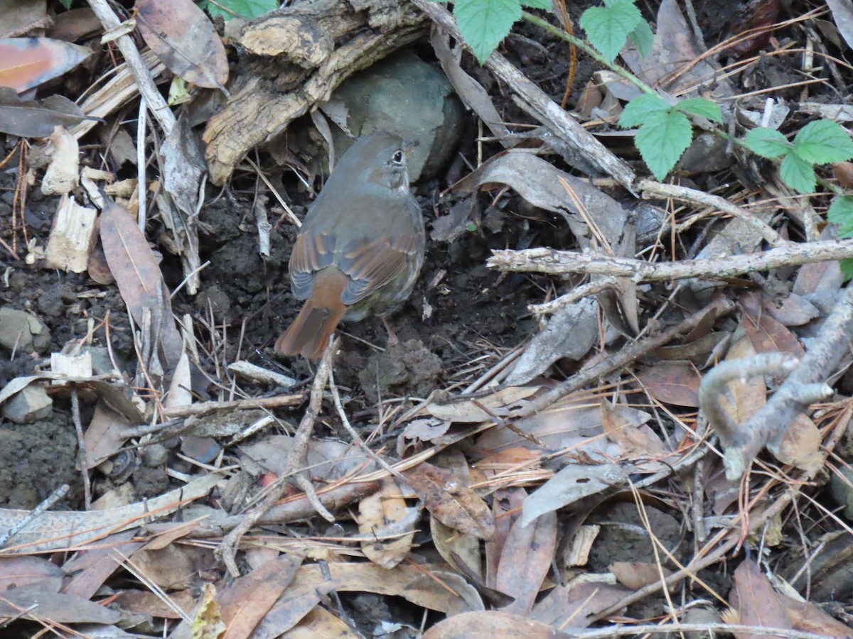 strnadec kaštanový [skupina unalaschcensis] - ML646275888