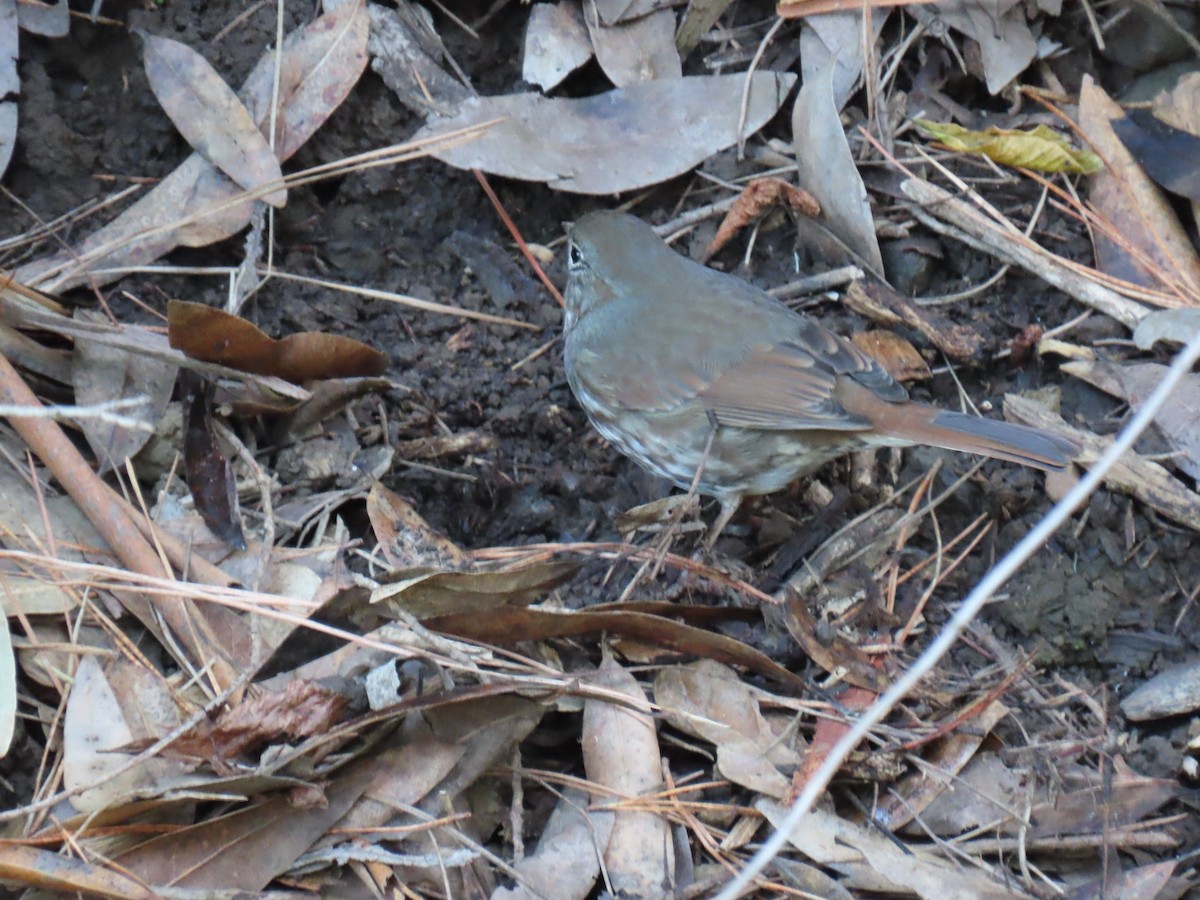 strnadec kaštanový [skupina unalaschcensis] - ML646275890