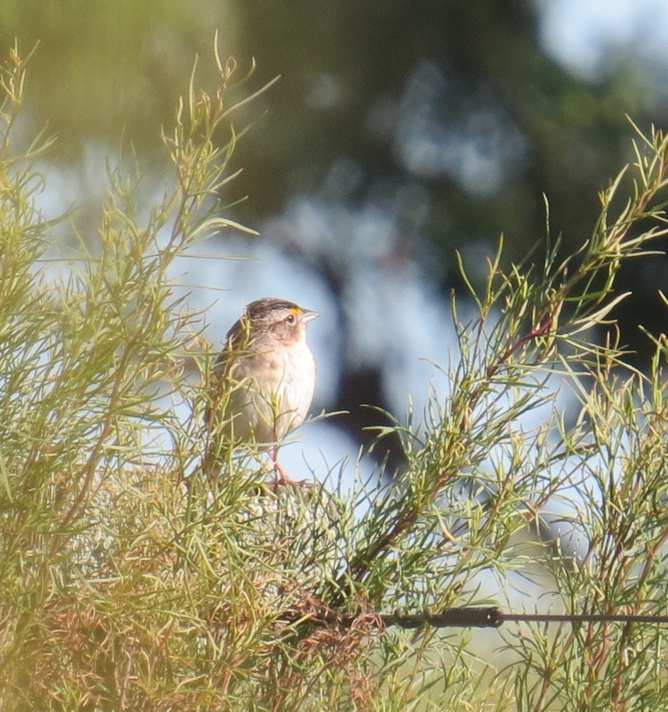 Grassland Sparrow - ML646275891