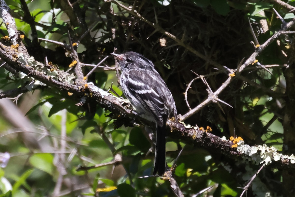 Taurillon à cimier noir - ML646275895