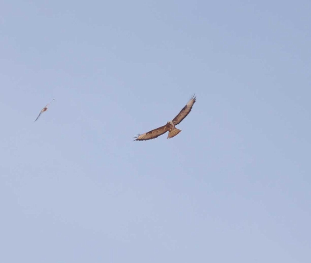 Buse variable - ML646275896