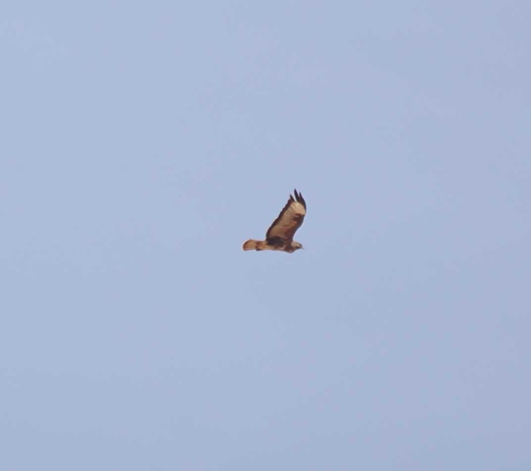 Buse variable - ML646275897