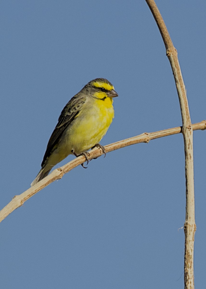Serin du Mozambique - ML646275899