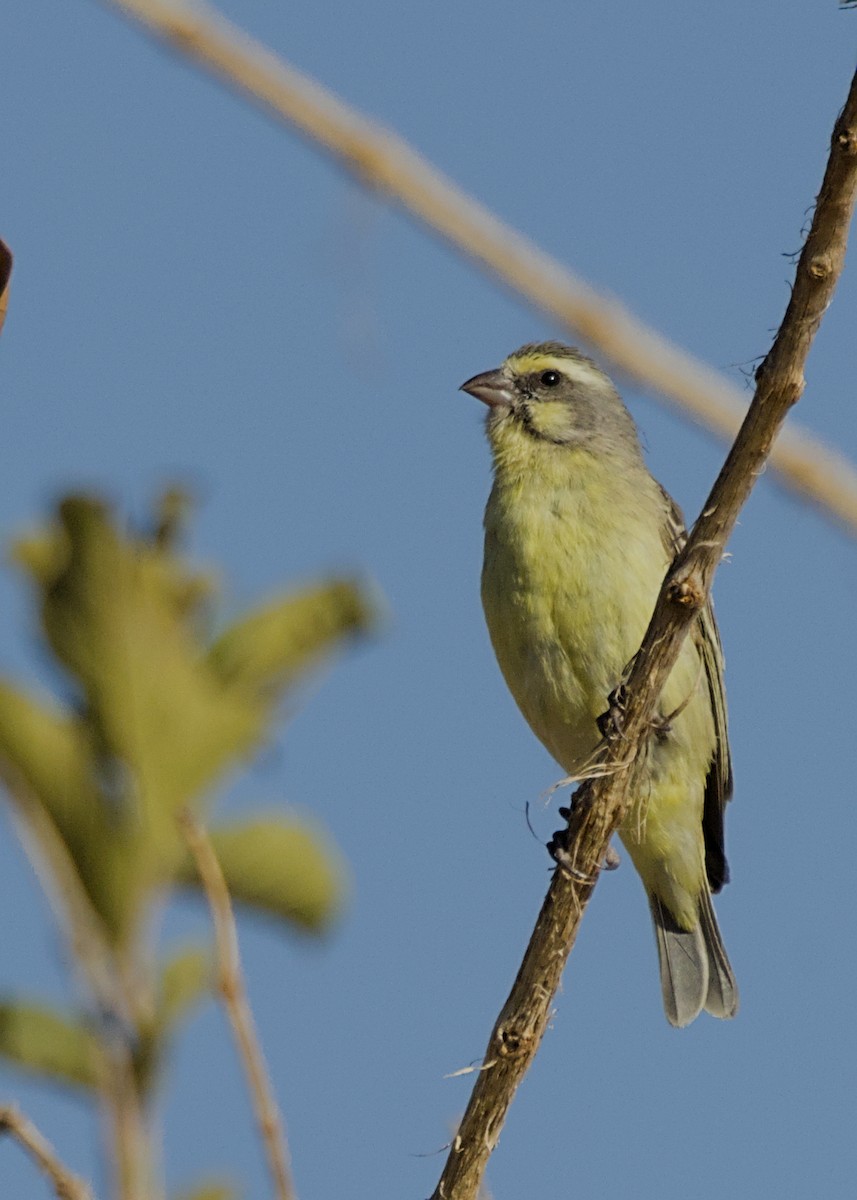 Serin du Mozambique - ML646275900