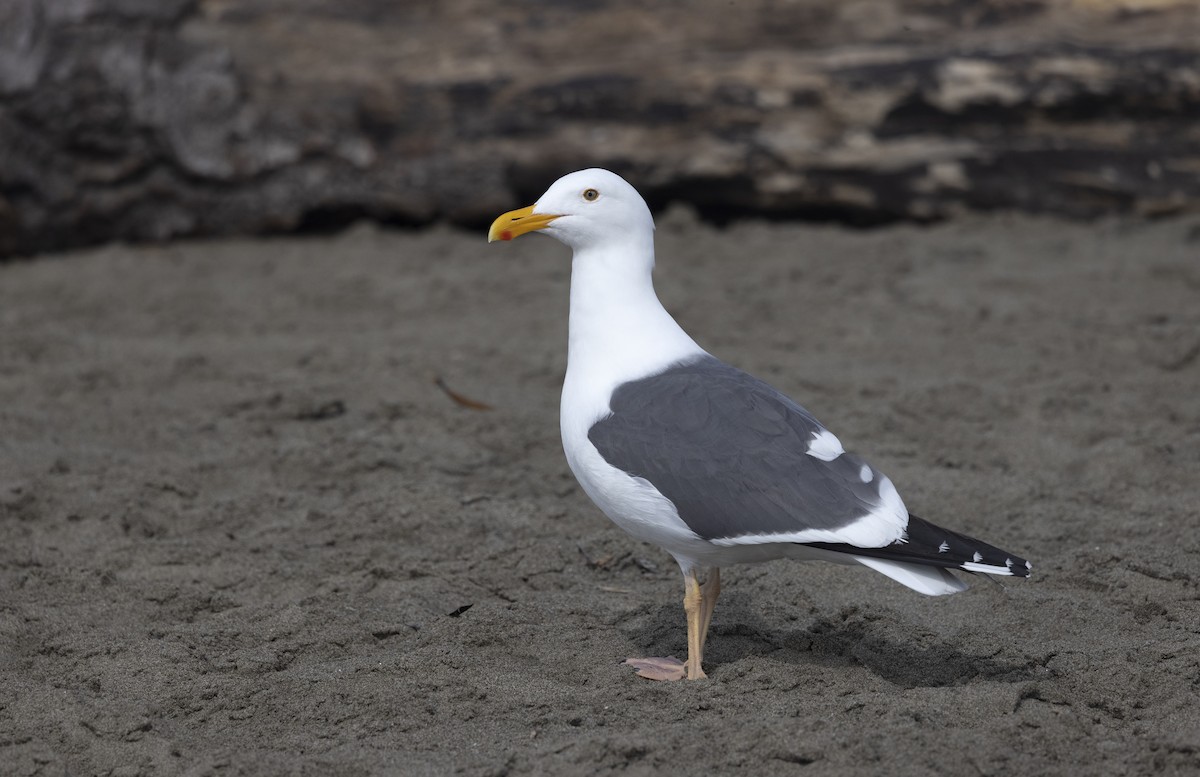 Goéland d'Audubon - ML646275901