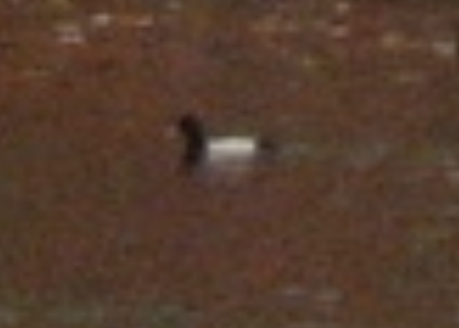 Fuligule milouin - ML646275902