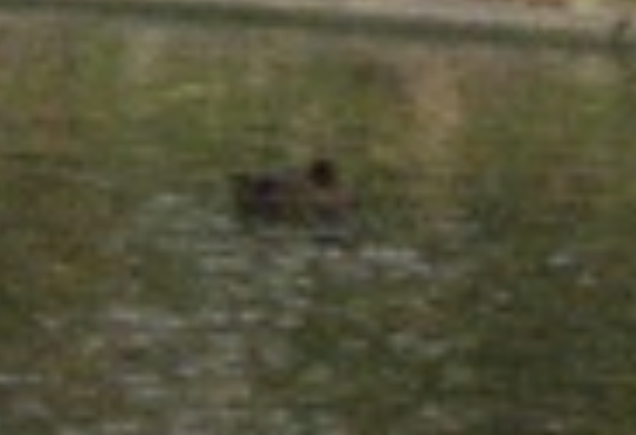 Fuligule milouin - ML646275903